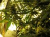 NUGS33.jpg