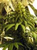BUD112.jpg