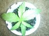 IMG_20110507_075917.jpg