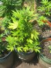 Auto Blueberry.jpg