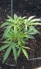 Purple Trainwreck x Hashplant.jpeg