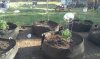 garden.jpeg