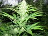 flower_night_whitewidow.jpg flower_night_whitewidow.jpg