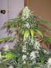 MainNug-43.jpg