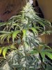 MainNug-43-2.jpg