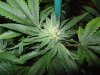 Deadhead bud 3.jpg