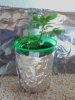 Grape Ape 1 3 inches (mother bound) 5:9.jpg