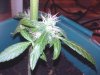 2011-05-10 12.37.34.jpg