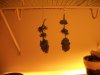 100_3999.jpg