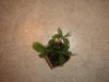 DSC00877.JPG
