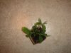 DSC00876.JPG
