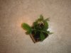 DSC00875.JPG