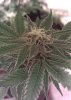 IMAG0082-enhanced.jpg