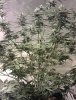 IMAG0077-enhanced.jpg
