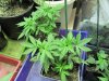Jack Herer.jpg