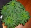 indica.jpg indica.jpg