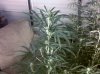 IMG00003-20110512-2146.jpg