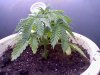 plant2.jpg