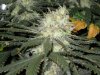 Nug2.jpg