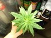 DSCF1781.jpg