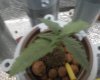 pineapple express #1 2.jpg pineapple express #1 2.jpg