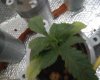 pineapple express #1 3.jpg pineapple express #1 3.jpg