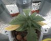 pineapple express #1 4.jpg pineapple express #1 4.jpg