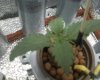 pineapple express #2 2.jpg pineapple express #2 2.jpg