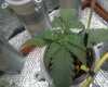pineapple express #2 3.jpg pineapple express #2 3.jpg