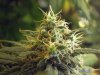 NugCloseUp3.jpg