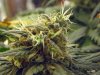 NugCloseUp1.jpg