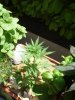 DSC04522.jpg