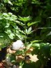 DSC04518.jpg
