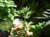 DSC04519.jpg