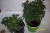 100_1154.jpg