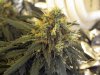 Nug1.jpg