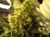 MainNug2.jpg