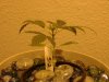 nuclear-bud-albums-1st-hydro-grow-picture1243-june-10.jpg