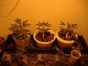 nuclear-bud-albums-1st-hydro-grow-picture1504-june-14.jpg
