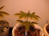 nuclear-bud-albums-1st-hydro-grow-picture1507-june-14.jpg