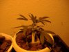 nuclear-bud-albums-1st-hydro-grow-picture1506-june-14.jpg
