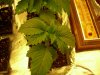 DSCN0646.jpg