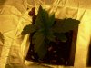 DSCN0650.jpg
