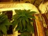 DSCN0654.jpg