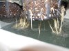 DSCN0657.jpg