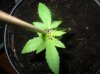 plants 011.jpg