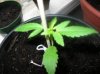 plants 015.jpg