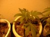 DSCF0572.jpg