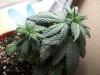 100_0719.jpg