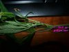 100_2737.jpg